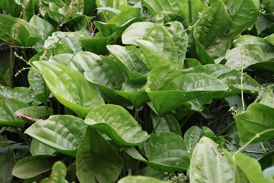 White water jasmine, Echinodorus palaefolius, aquatic ornamental plant with green leaves growing in ponds and wet environments