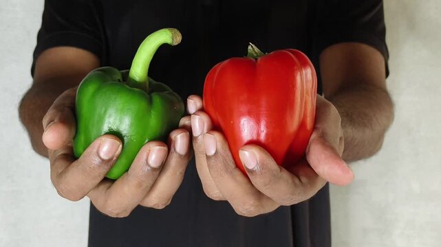 Closeup of farmer person hand holding fresh and organic different colour variety of raw bell pepper, peperone or paprika fruit to check quality after harvest. Red and green capsicum produce concept.