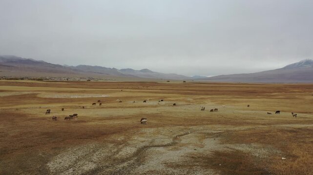 Aerial view of Taheman Wetland river and grassland landscape in Taxkorgan, Xinjiang, China