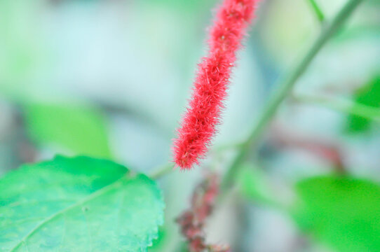 Chenille Copper Leaf or Chenille plant or Monkey Tail or Puzzy Tail or Red Hot Cats Tail
, Acalypha hispida burm f or Amaranthus or red flower