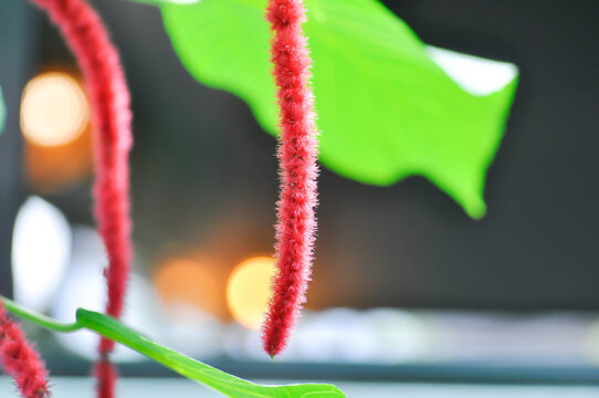 Chenille Copper Leaf or Chenille plant or Monkey Tail or Puzzy Tail or Red Hot Cats Tail
, Acalypha hispida burm f or Amaranthus or red flower