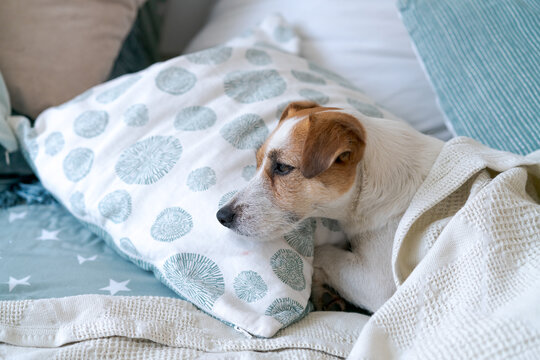 Sleepy purebred terrier dozing on a printed pillow in a cozy bedroom, a calm rest scene for pet care, home textile and animal wellness content.