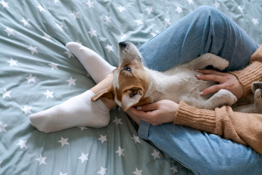 Caucasian woman stroking the white belly coat of her relaxed jack russell dog, trusting home scene for pet grooming, skin health and vet clinic content.