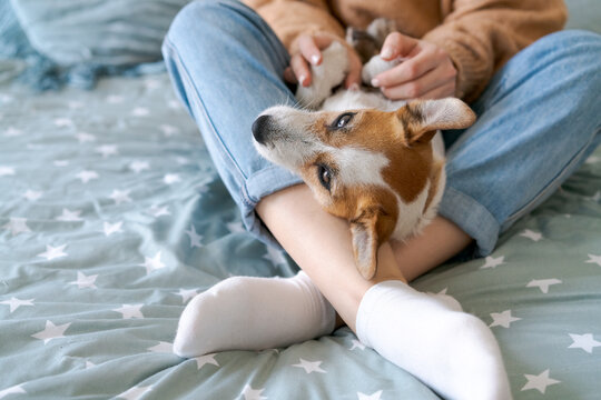 Caucasian woman in white socks playing with her funny jack russell dog lying belly up on her legs, playful home shot for pet behavior and dog toy brands.