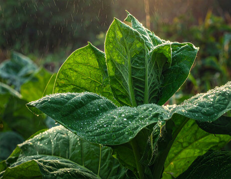 Tobacco plant leaves close up