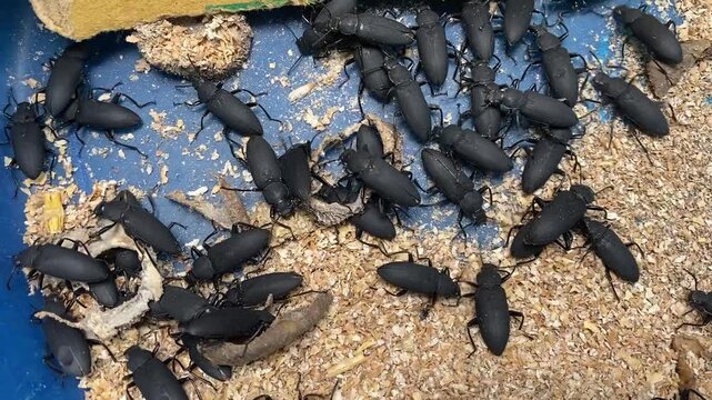 Group of Darkling Beetles Crawling on Sawdust in Breeding Container