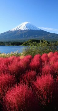 河口湖の大石公園のコキアと富士山