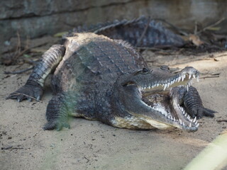 Fototapeta premium A crocodile resting on the ground with its mouth open to regulate temperature.