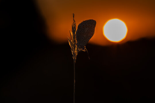 Common Blue Butterfly Polyommatus icarus Silhouette at Golden Sunrise