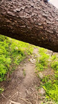 4K Vertical Point of view shot of a person ducking under the fallen Pine tree due to landslide in monsoon season while walking on a mountain trail during hiking near Manali in Himachal Pradesh, India.