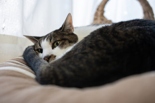 きじねこ」の写真素材 | 17,536件の無料イラスト画像 | Adobe Stock