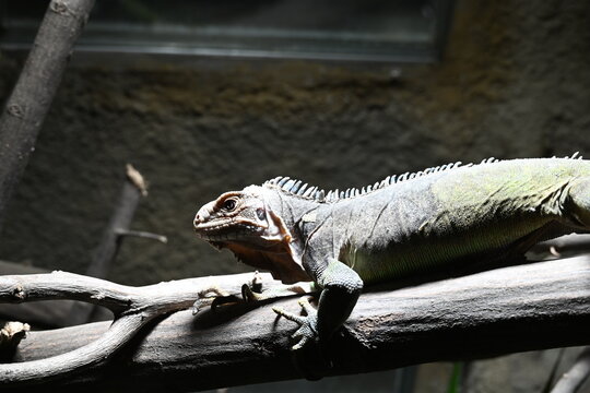 The Lesser Antillean iguana is a large herbivorous lizard native to the Lesser Antilles, inhabiting tropical forests, scrublands, and coastal areas.
