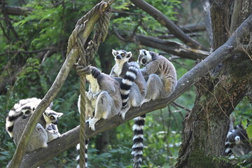Obraz premium Lemur kata (Lemur catta), also known as the Ring-tailed Lemur, is a social primate endemic to Madagascar. It is recognized by its distinctive black-and-white ringed tail, gray fur, and large yellow ey