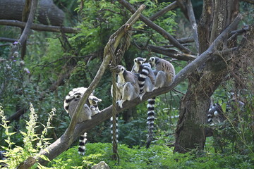 Fototapeta premium Lemur kata (Lemur catta), also known as the Ring-tailed Lemur, is a social primate endemic to Madagascar. It is recognized by its distinctive black-and-white ringed tail, gray fur, and large yellow ey