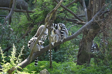 Fototapeta premium Lemur kata (Lemur catta), also known as the Ring-tailed Lemur, is a social primate endemic to Madagascar. It is recognized by its distinctive black-and-white ringed tail, gray fur, and large yellow ey