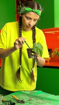 Woman checks soil moisture of a houseplant with a wooden stick, indoor gardening, watering assessment, plant care, healthy growth routine.