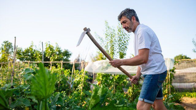 Man hoeing soil working in organic garden