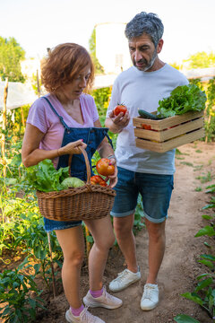 farmers harvesting fresh organic vegetables in home garden