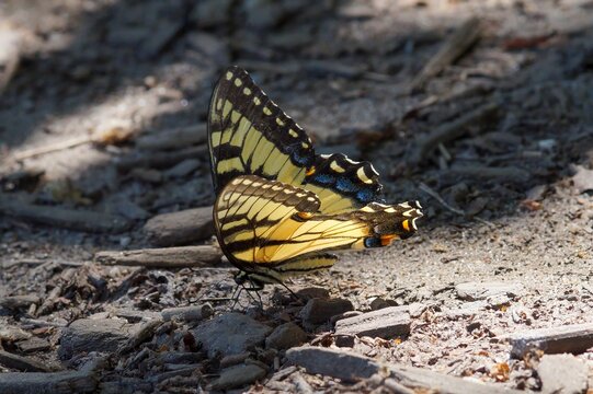 Eastern Tiger Swallowtail Butterfly Papilio glaucus perched on a forest floor ground surface sunlit natural wildlife shot
