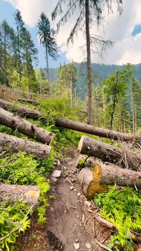 4K Vertical POV shot of a person walking on a trail in the Pine tree forest on Himalayan mountains with fallen pine trees cut to make way for walk in the trail near Kullu in Himachal Pradesh, India.
