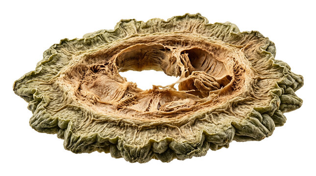 A fascinating cross-section of a dehydrated bitter gourd, revealing its heavily wrinkled green outer rind, porous brown central pith, and a hollow core, highlighting intriguing botanical textures.