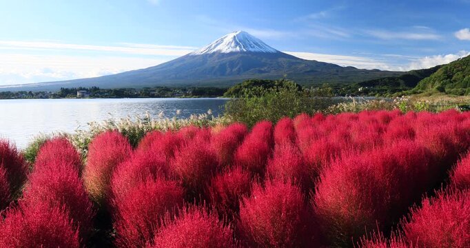河口湖の大石公園のコキアと富士山