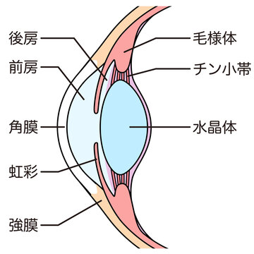 目の構造　眼球断面図