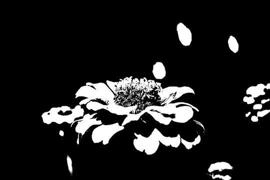 Pop-Art-Illustration: Hochkontrast-Grafik einer Zinnie in Schwarz-Wei&szlig;