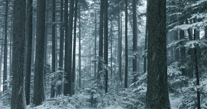 雌阿寒岳の雪のアカエゾマツ林