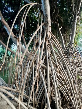 Close up of aerial stilt roots of screw pine pandanus tree in nature