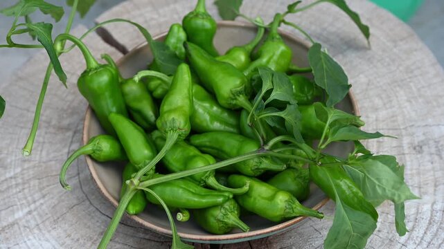 Slow motion macro pan video capturing a rustic bowl of fresh green Italian sweet peppers (friggitelli/friarielli) with tomatoes resting on a weathered wood plank. Mediterranean food concept.