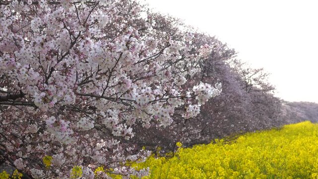 熊谷桜堤の桜と菜の花