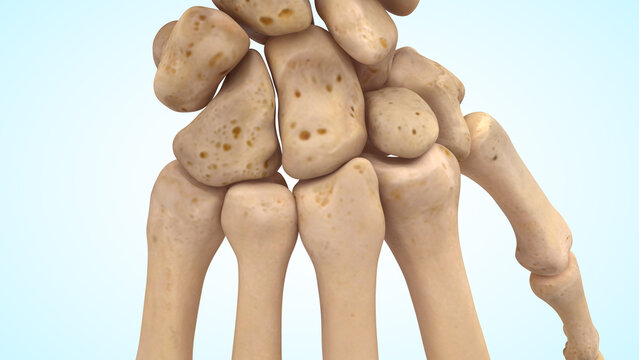 carpometacarpal joint bones of 3d illustration