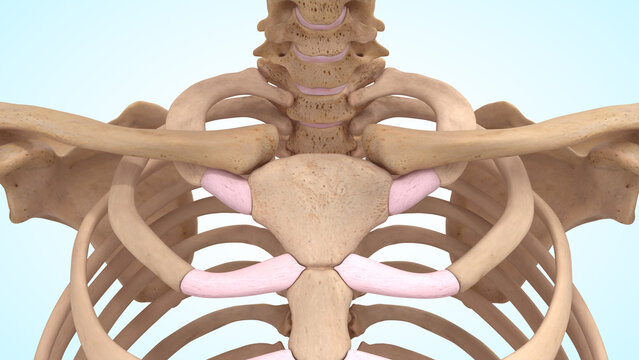 Chest bones of 3d illustration