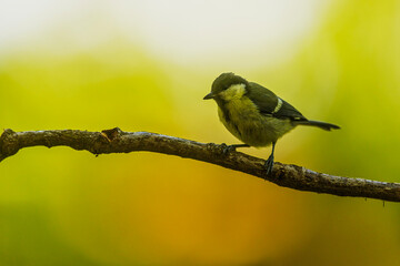 Great Tit stands on branch against bright yellow green woodland backdrop outdoors © michal