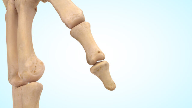 Thumb bones of 3d illustration
