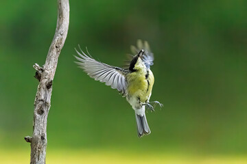 Great tit Parus major flies toward bare branch with wings fully spread © michal