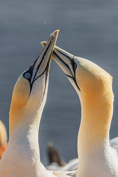 Elegant Morus bassanus gannet pair touching beaks in bright coastal morning light