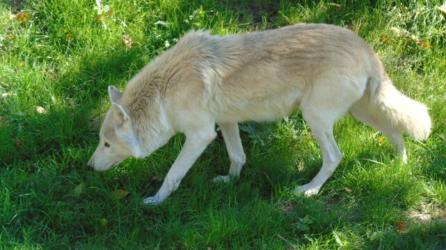 white wolf