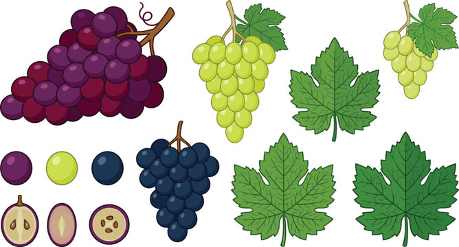 Grape Varieties Vector Clipart Collection featuring Red, Green, and Black Bunches, Textured Leaves, and Sliced Berries for Winery Menu Designs