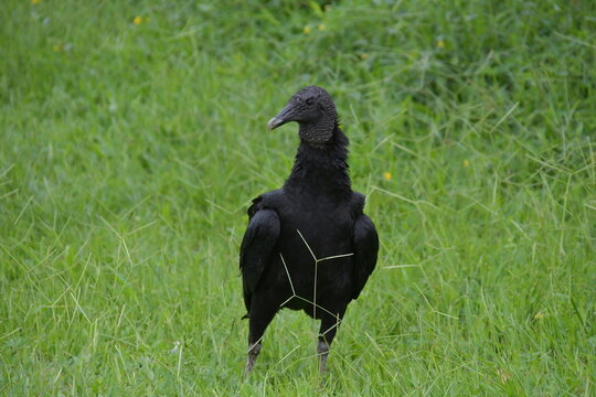 Rabengeier Costa Rica