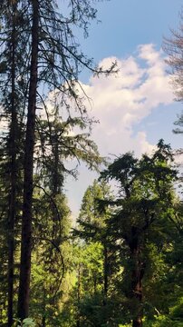 4K Vertical shot of Pine tree forest during a sunny day with clouds in the sky during the monsoon season as seen form Manali in Himachal Pradesh, India. Scenic natural background with copy space.