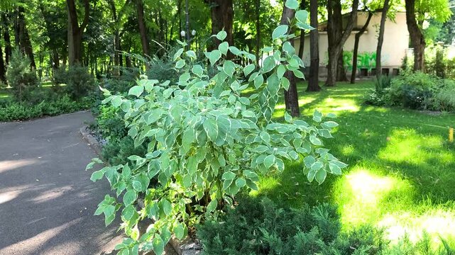 A variegated white dogwood shrub (Cornus alba) growing along a paved alleyway in a sunlit public park in Iași, Romania.