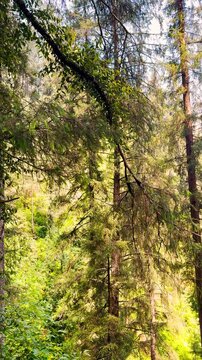 4K Vertical shot of Pine tree forest during a sunny day as seen from Himalayan mountains at Manali in Himachal Pradesh, India. Scenic natural background with copy space. Nature background.