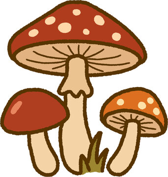 mushrooms in the grass