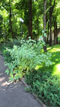 A variegated white dogwood shrub (Cornus alba) growing along a paved alleyway in a sunlit public park in Iași, Romania.