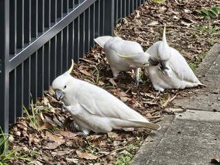 Three Australian Sulphur-Crested Cockatoos Foraging on Ground Next to Fence © Darkron