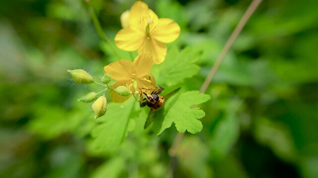 한국,곤충,수중다리꽃등에,꽃등에,Korea, Insect, Hoverfly