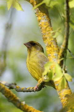 european greenfinch (chloris chloris)