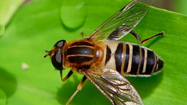 한국,곤충,수중다리꽃등에,꽃등에,Korea, Insect, Hoverfly